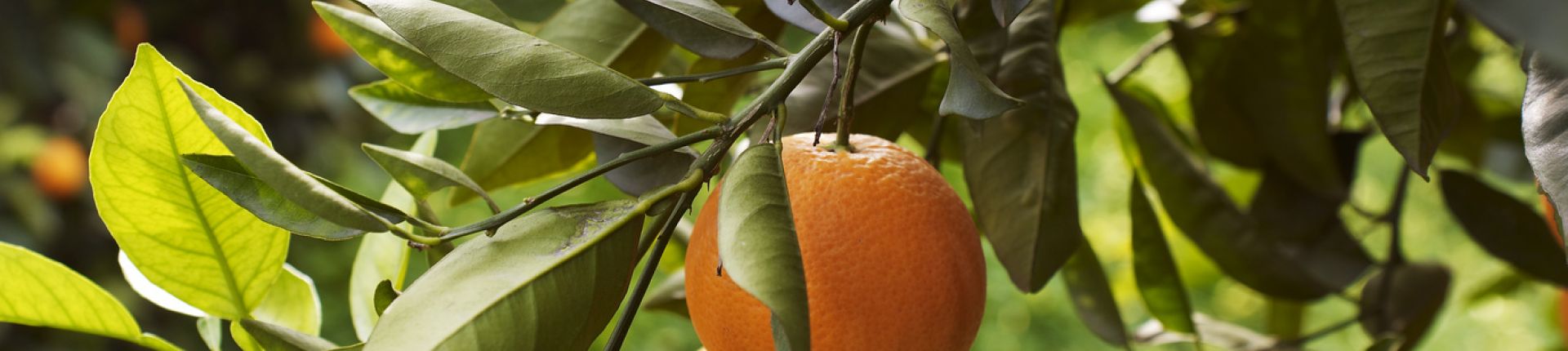 Clémentines Estivin fruits légumes Tours produits frais